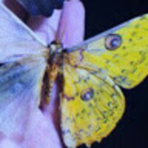 Meet your Posher, Kylie